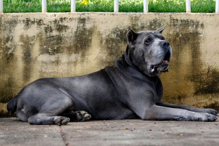 700+ Best Cane Corso Names (2022 Updated) - Dog Dispatch