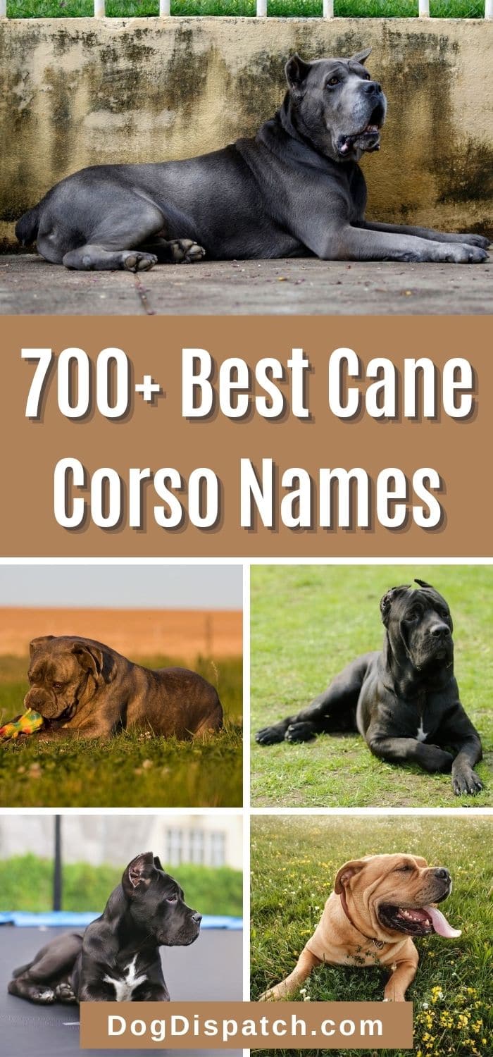 700 Best Cane Corso Names 2022 Updated Dog Dispatch   700 Best Cane Corso Pin2 