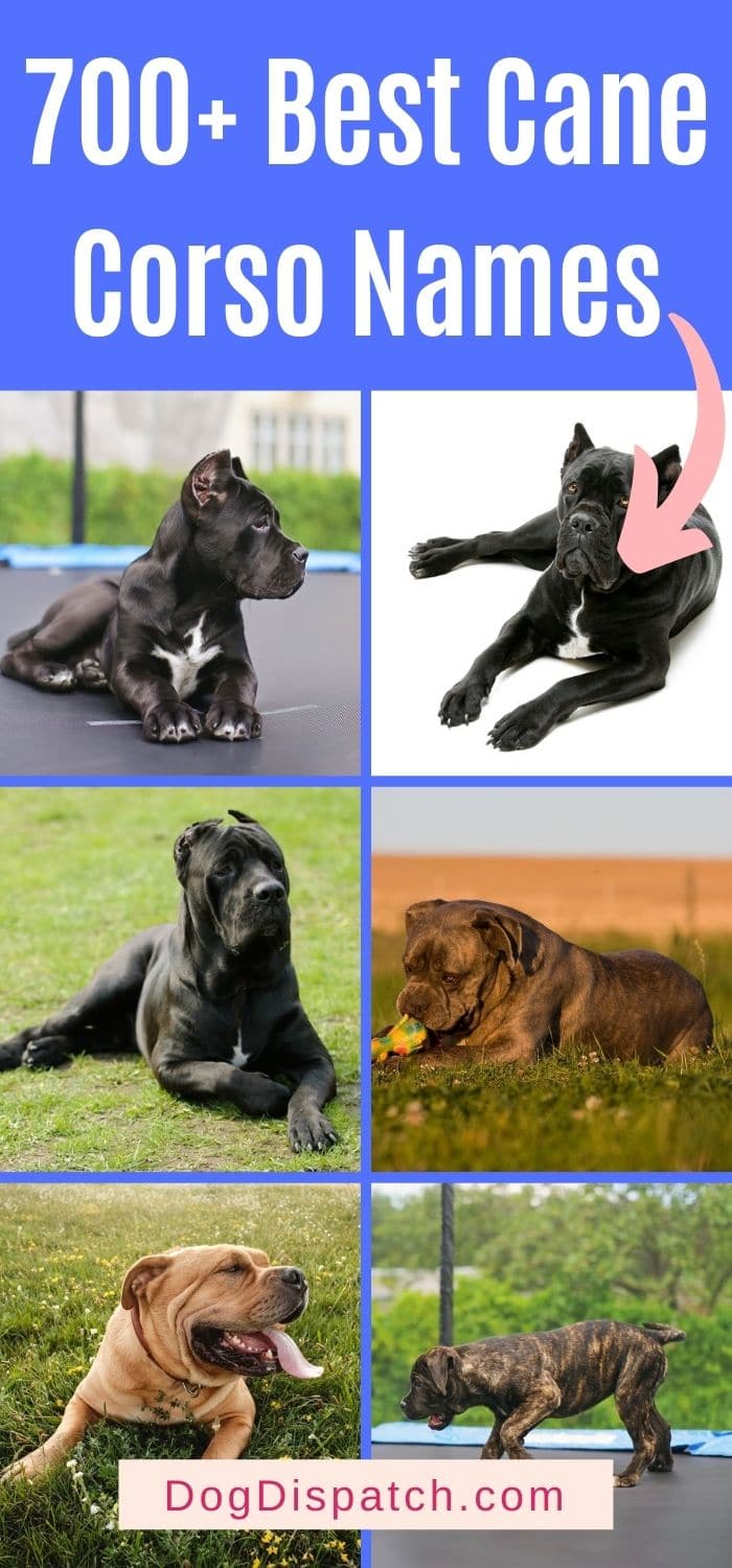 700 Best Cane Corso Names 2022 Updated Dog Dispatch   700 Best Cane Corso Pin4 