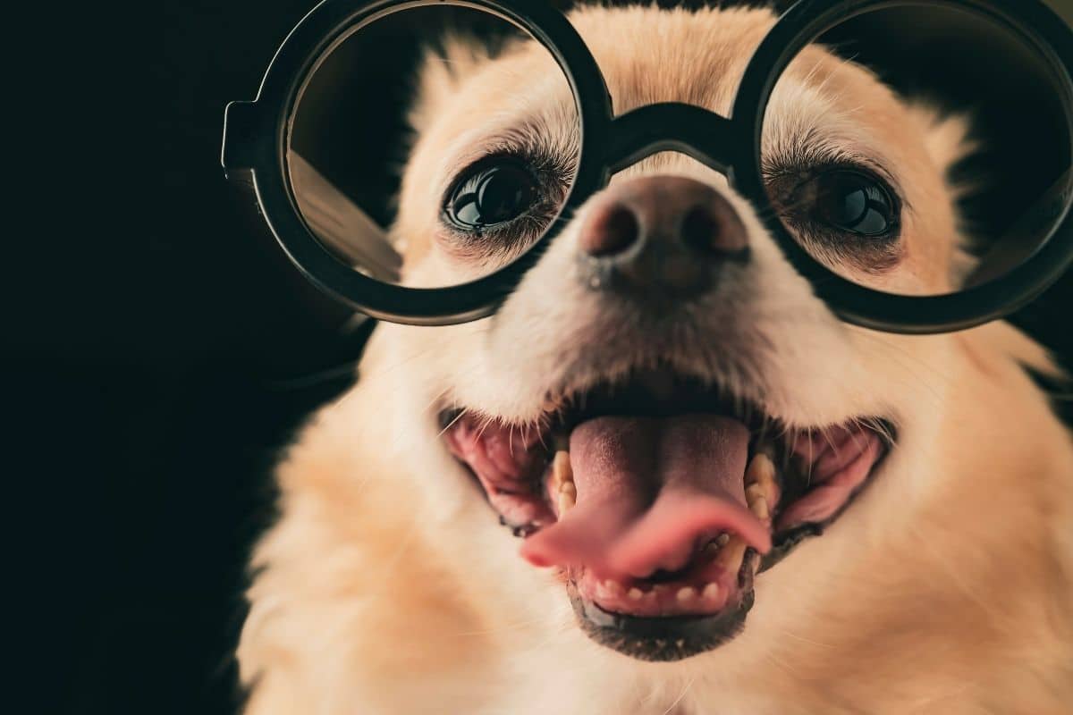 Tan smiling dog with glasses on looking into camera black background