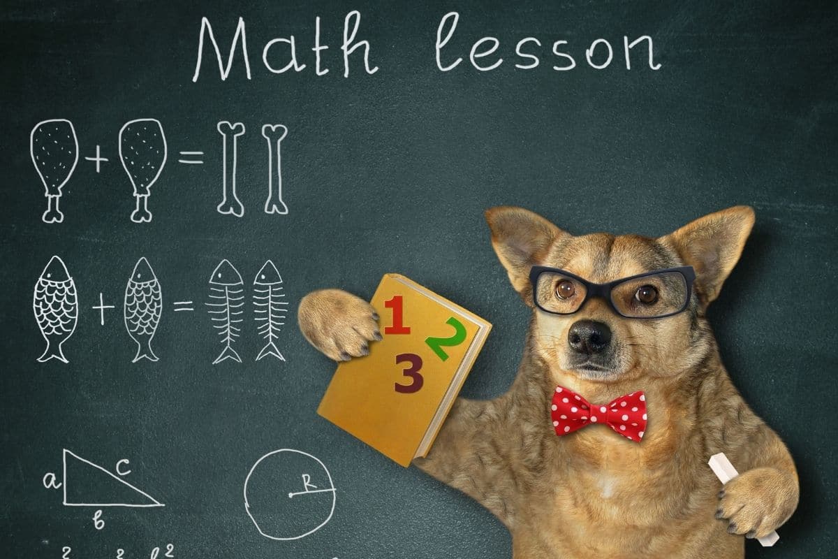 Dog with red white dot tie and chalk, book in paws, chalkboard background