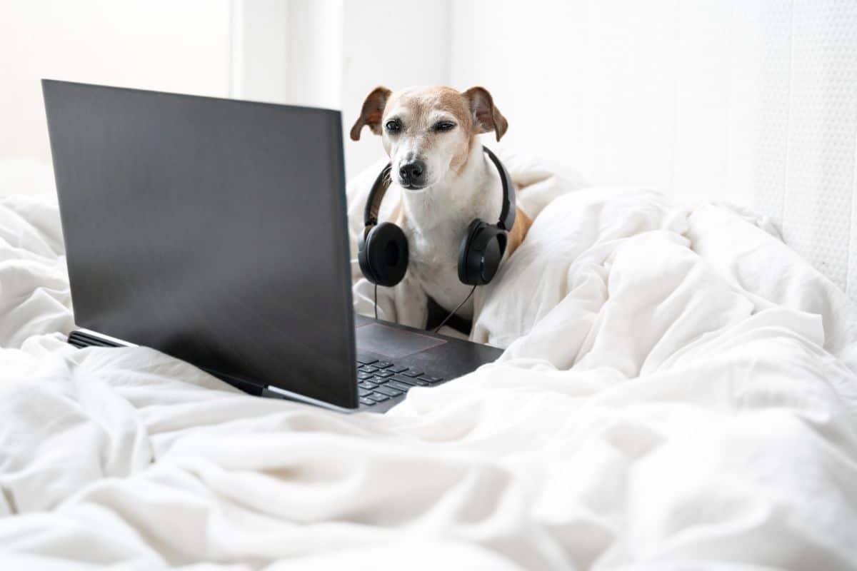 White brown small dog with headphones looking into laptop on sheets