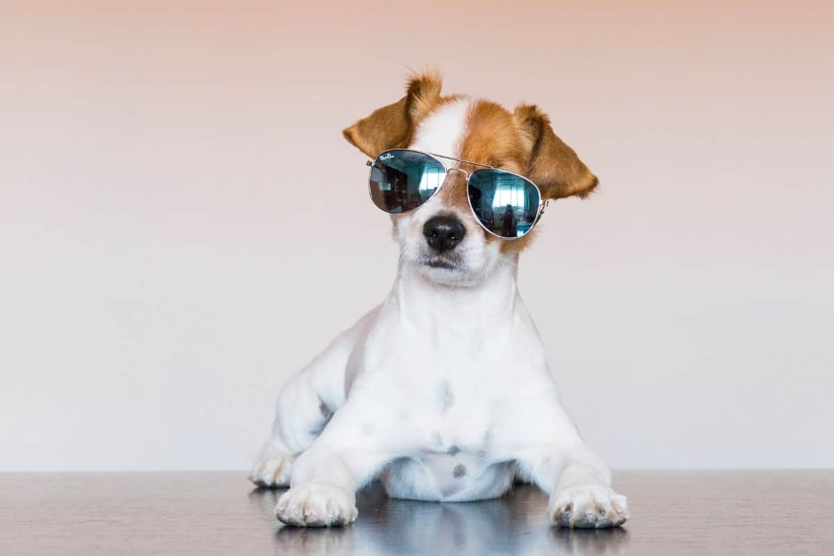 Cool looking puppy with sunglasses lying on the floor