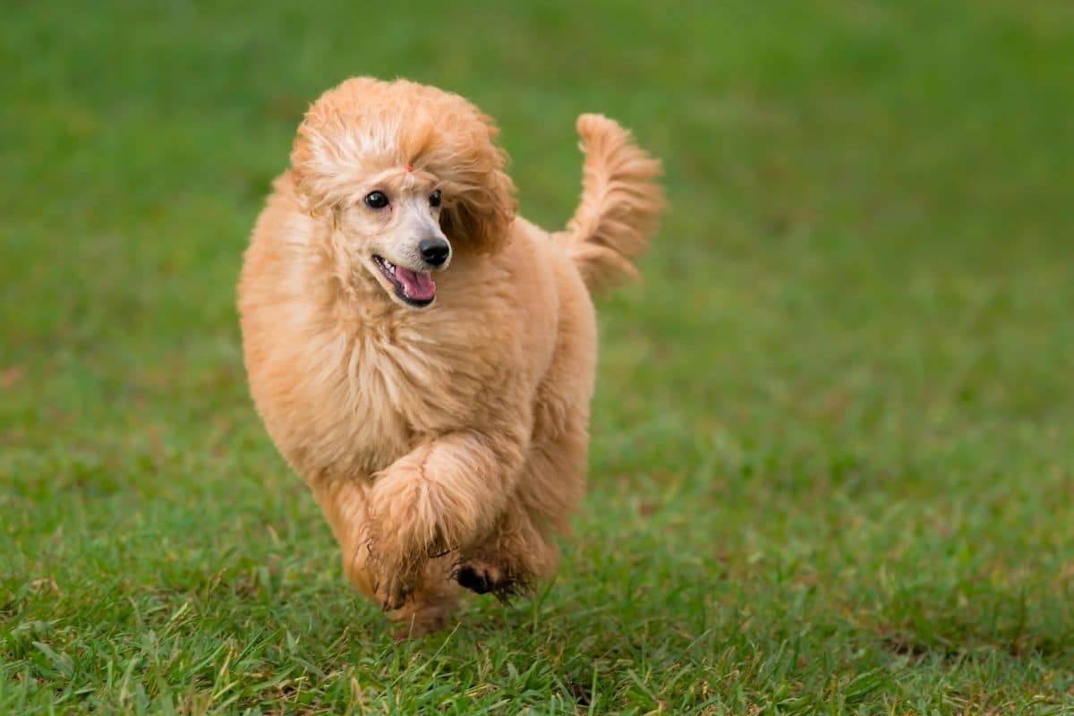 Female Poodle running on the grass