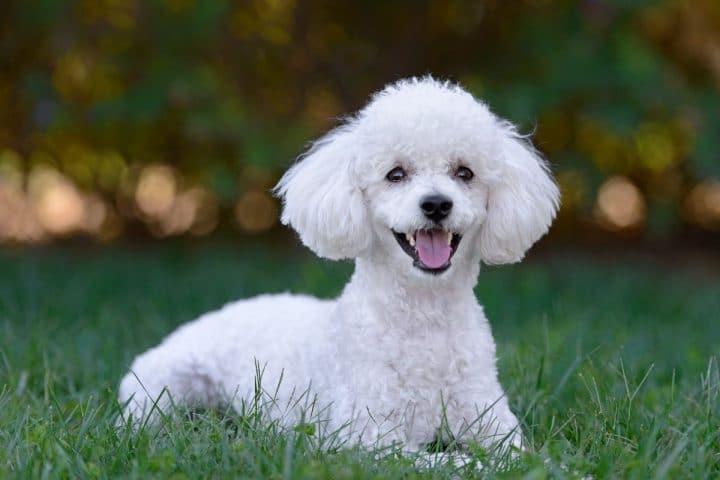 800 Best Poodle Names French 720x480 