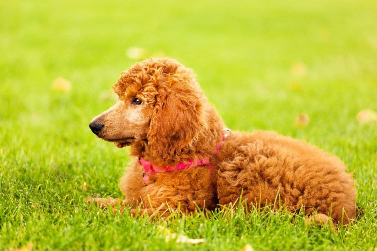 Red Poodle lying on the grass