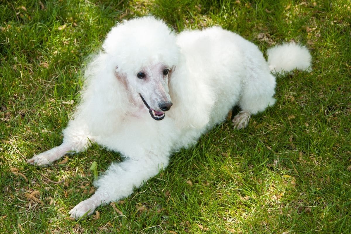 White Poodle lying on the grass