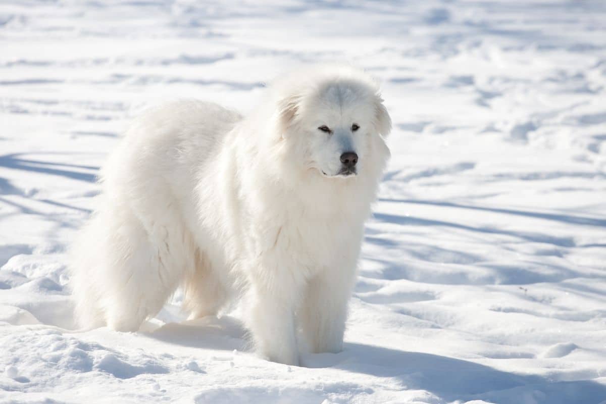 White fluffy Great Pyrenees standing on snow