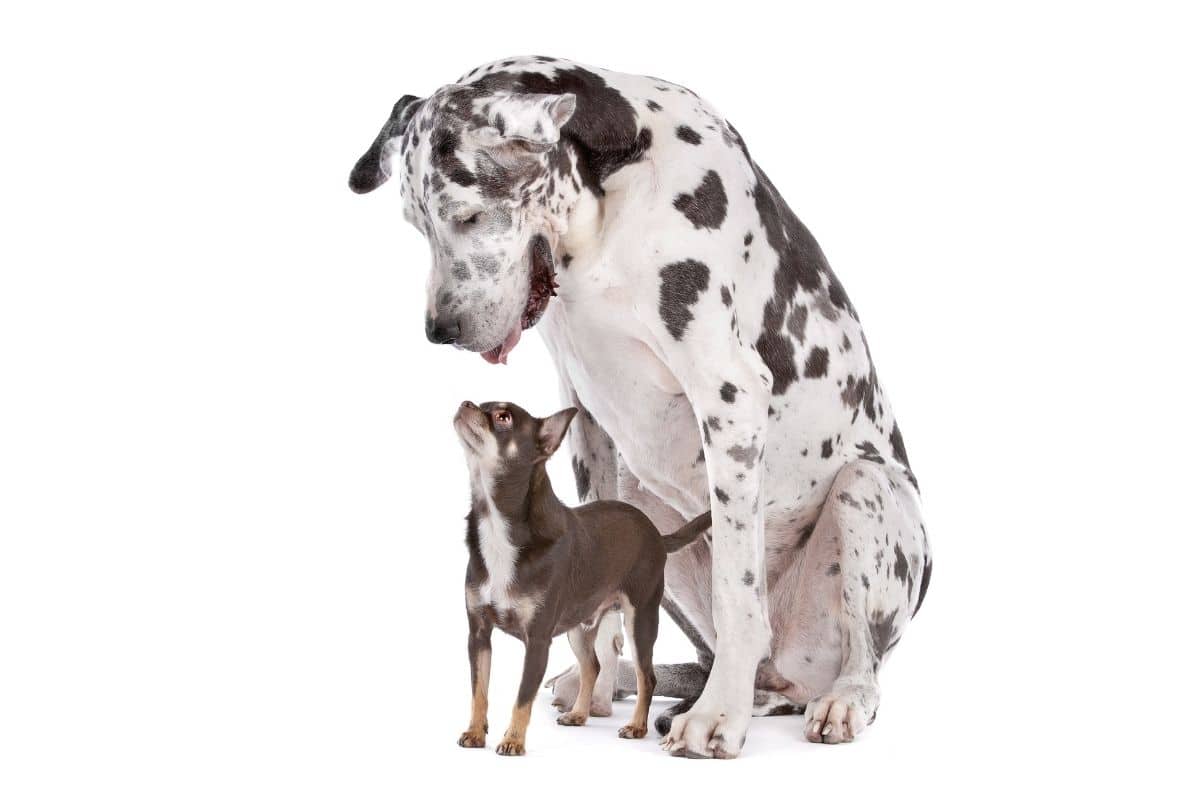 Brindle Great Dane and brown Chihuahua white background