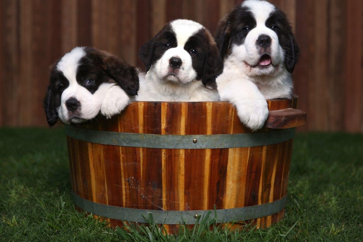 Cute Saint Bernard puppys in wooden barrel on green grass