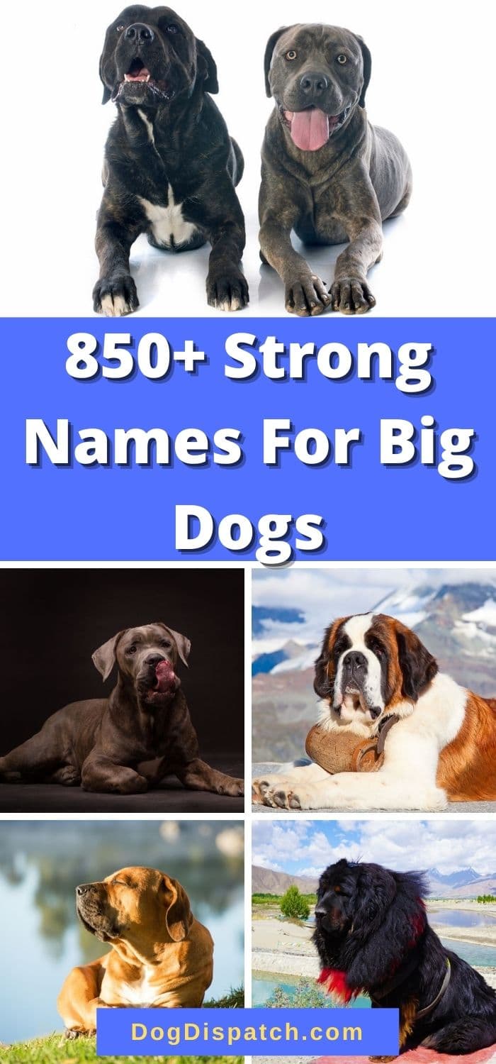 850-strong-names-for-big-dogs-2022-updated-dog-dispatch