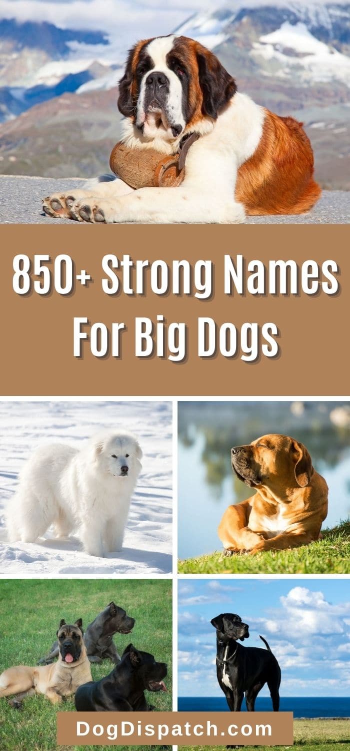 850-strong-names-for-big-dogs-2022-updated-dog-dispatch