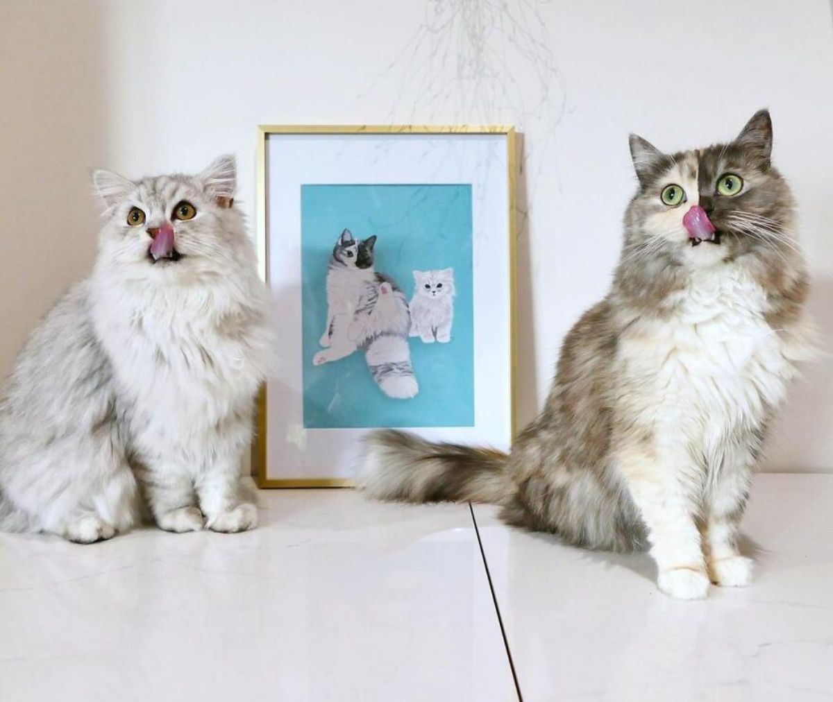 fluffy cat with right side of face being grey and left side being black posing with a fluffy white and grey cat with a painting of them in the middle