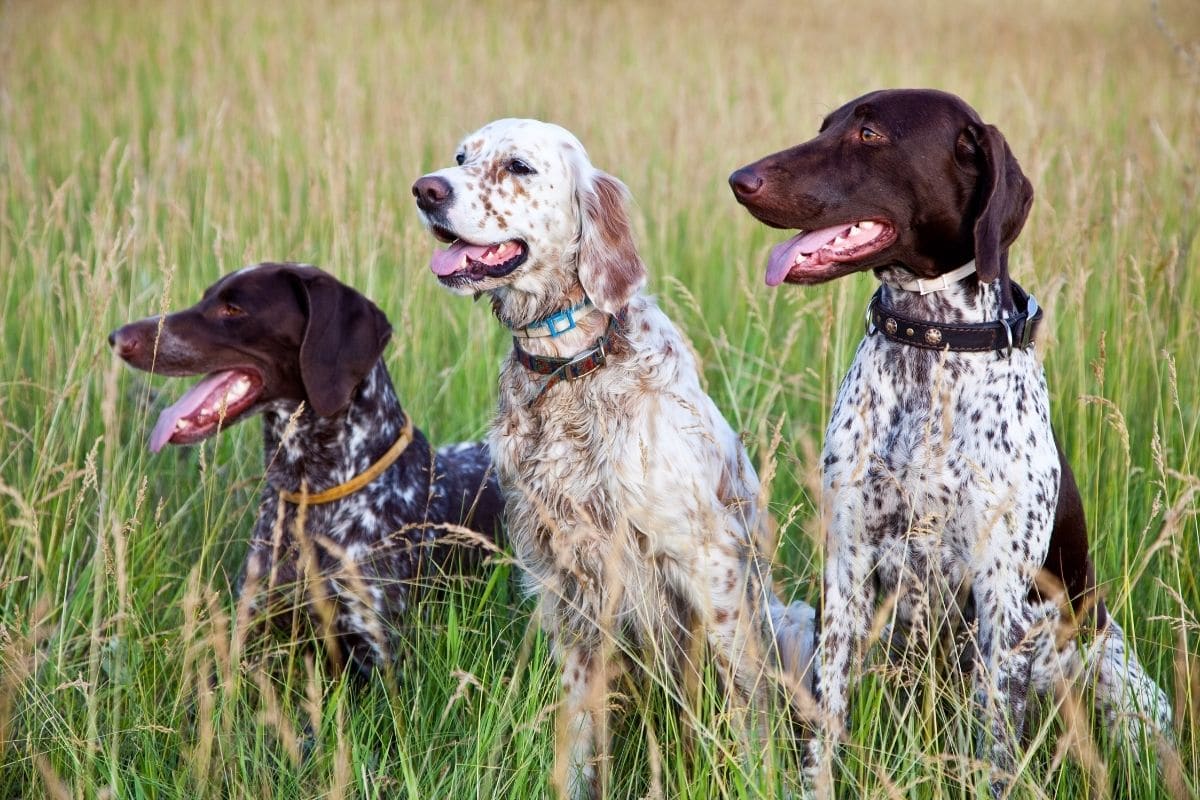 Three hunting dogs sitting in grass field
