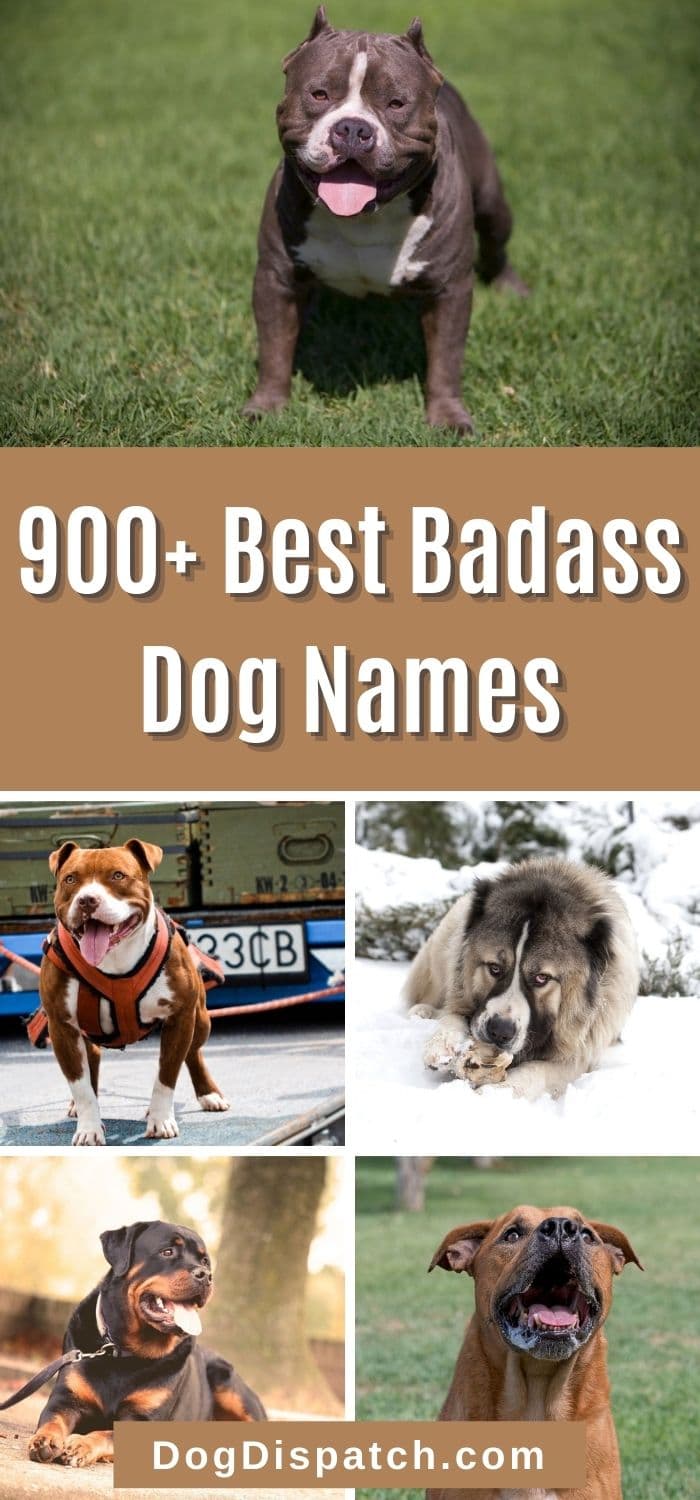 900+ Best Badass Dog Names (2022 Updated) - Dog Dispatch