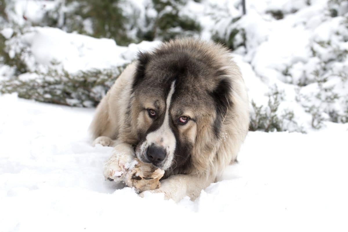 Huge russian Caucasian Shepherd biting bone on snow