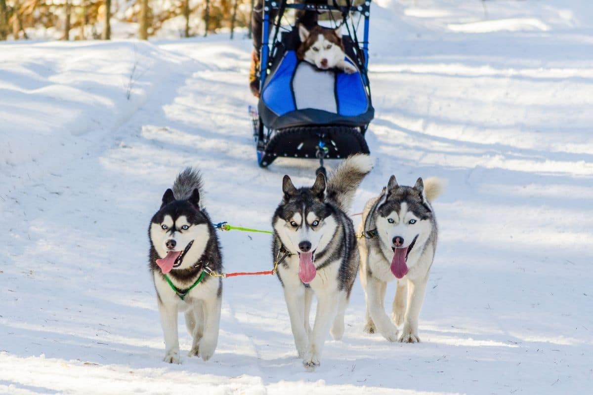 Three Huskies puilling sled on snowy road