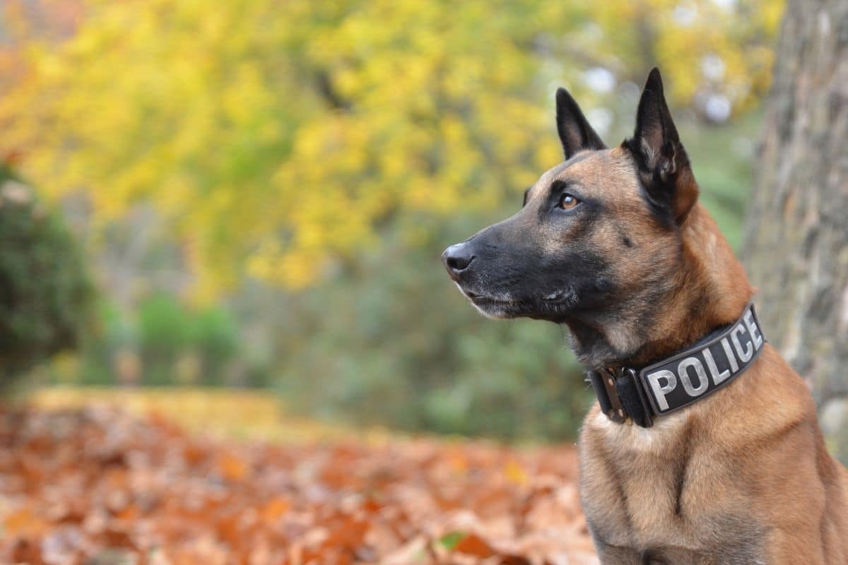 Brown police dog standing on leafs near tree