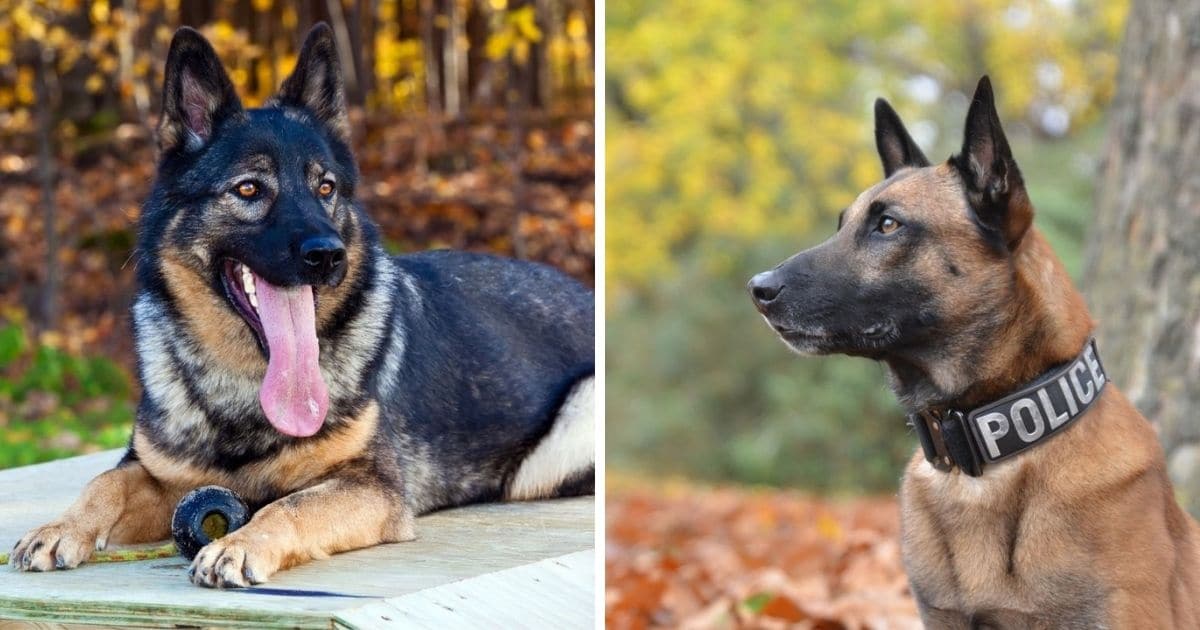 900+ Best Police Dog Names (2022 Updated) - Dog Dispatch