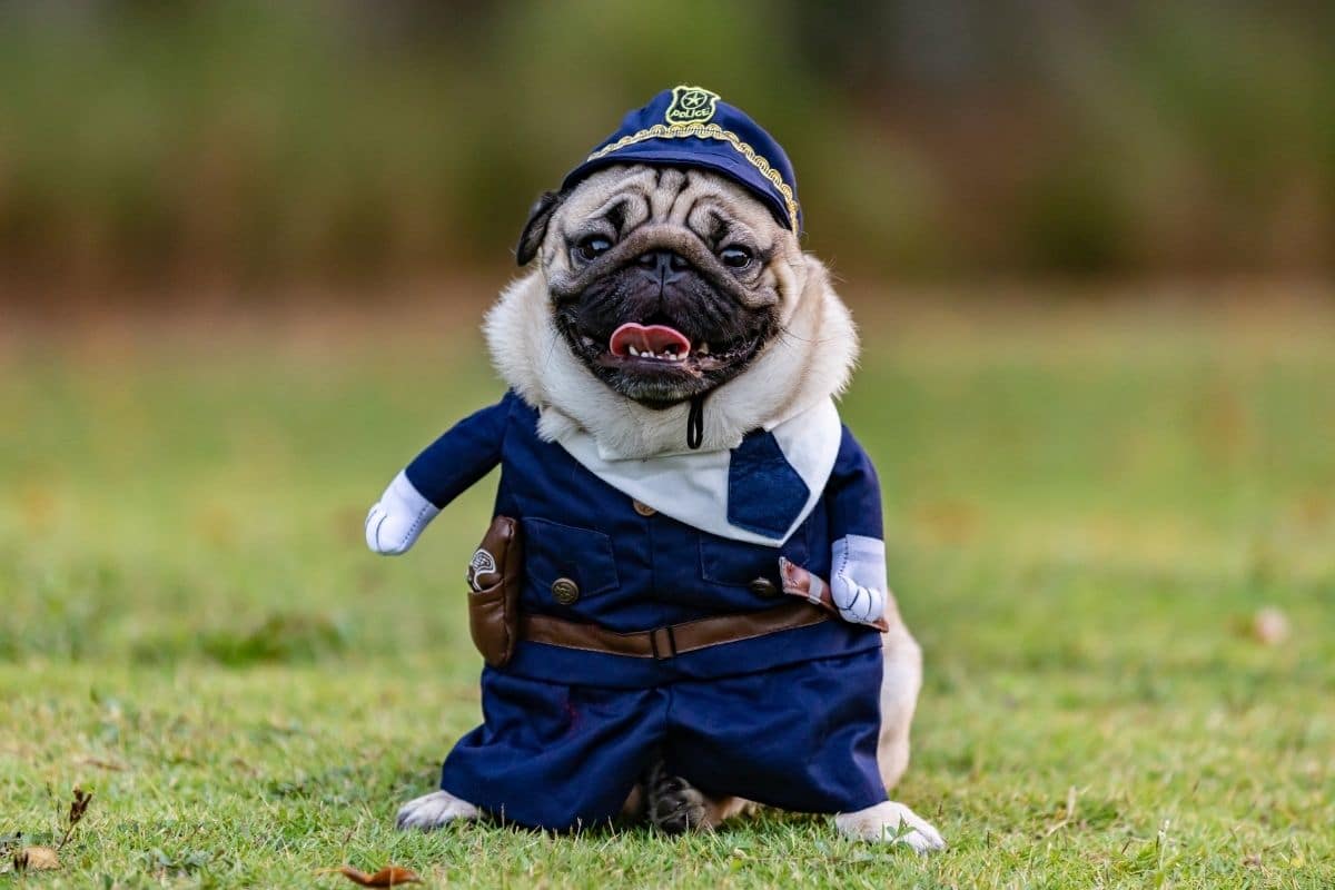 Funny Pug in police costume sitting on green grass