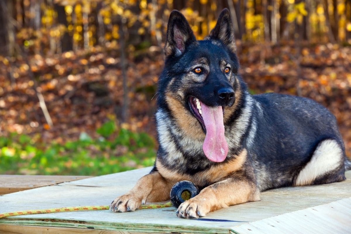 Big GSD with tongue out on police training