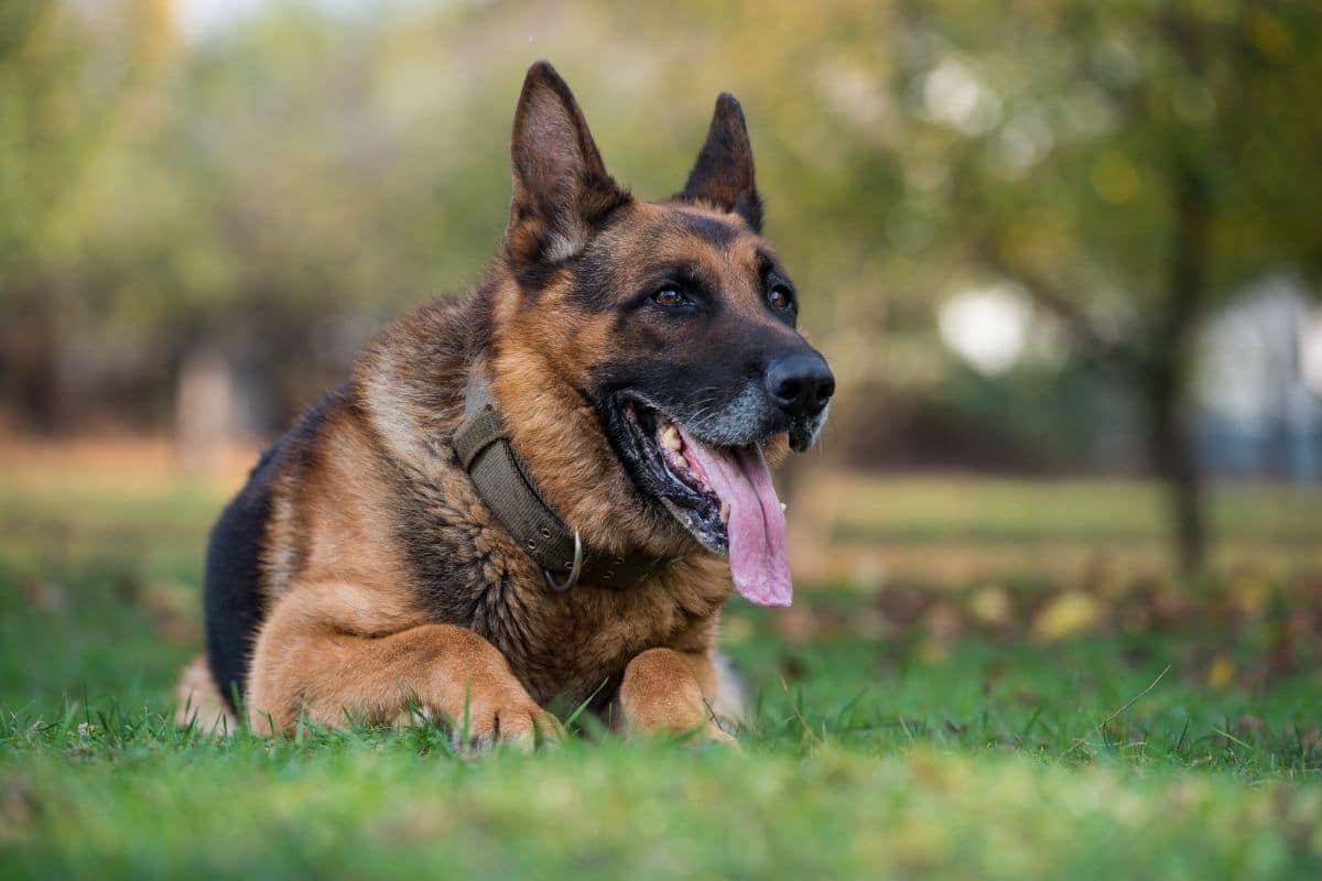 GSD with toungue out lying on green grass with brown collar
