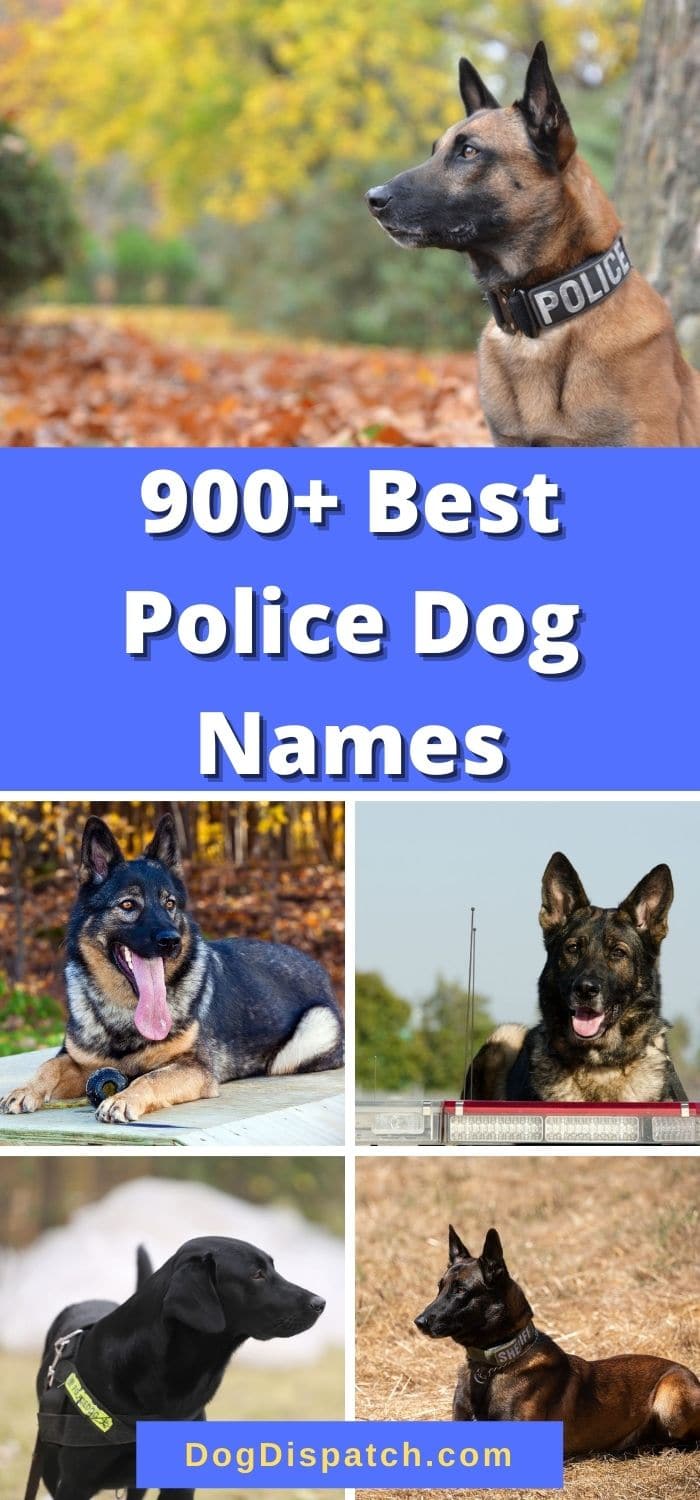 900-best-police-dog-names-2022-updated-dog-dispatch