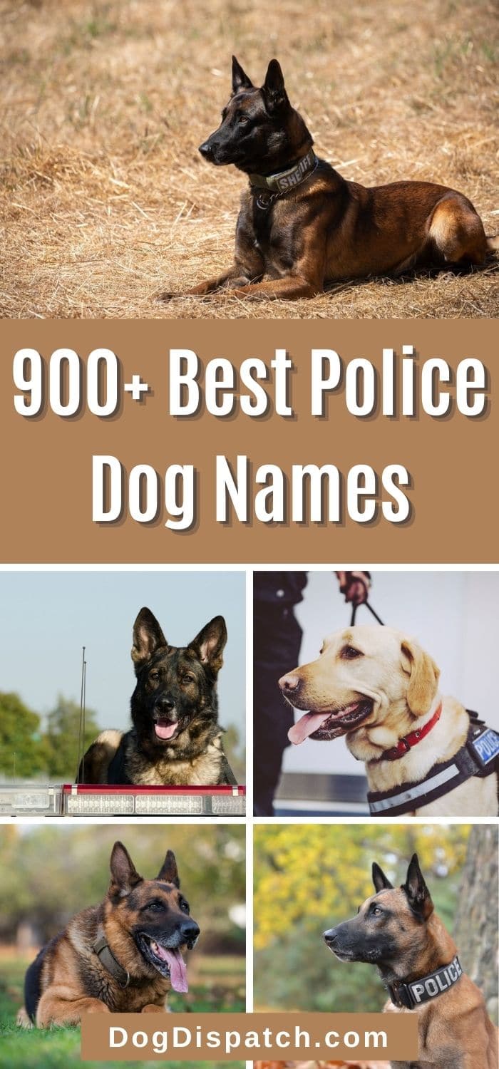 900-best-police-dog-names-2022-updated-dog-dispatch