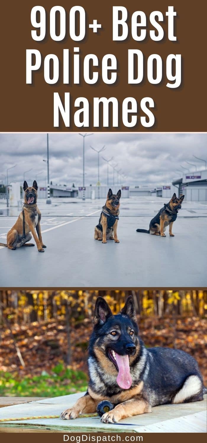 are-police-dogs-friendly