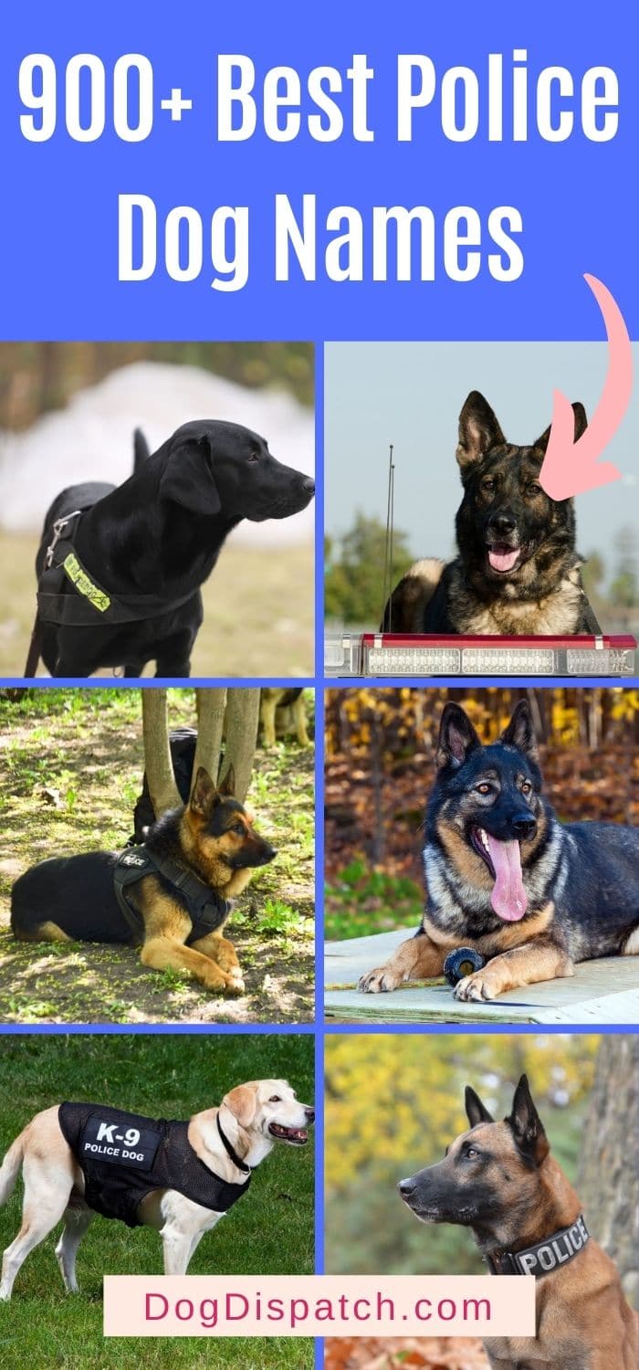 900 Best Police Dog Names 2022 Updated Dog Dispatch