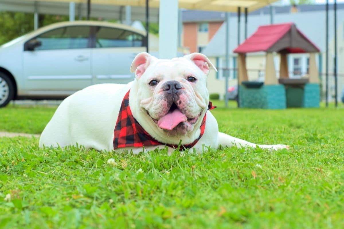 White English Bulldog with scarf lying on grass