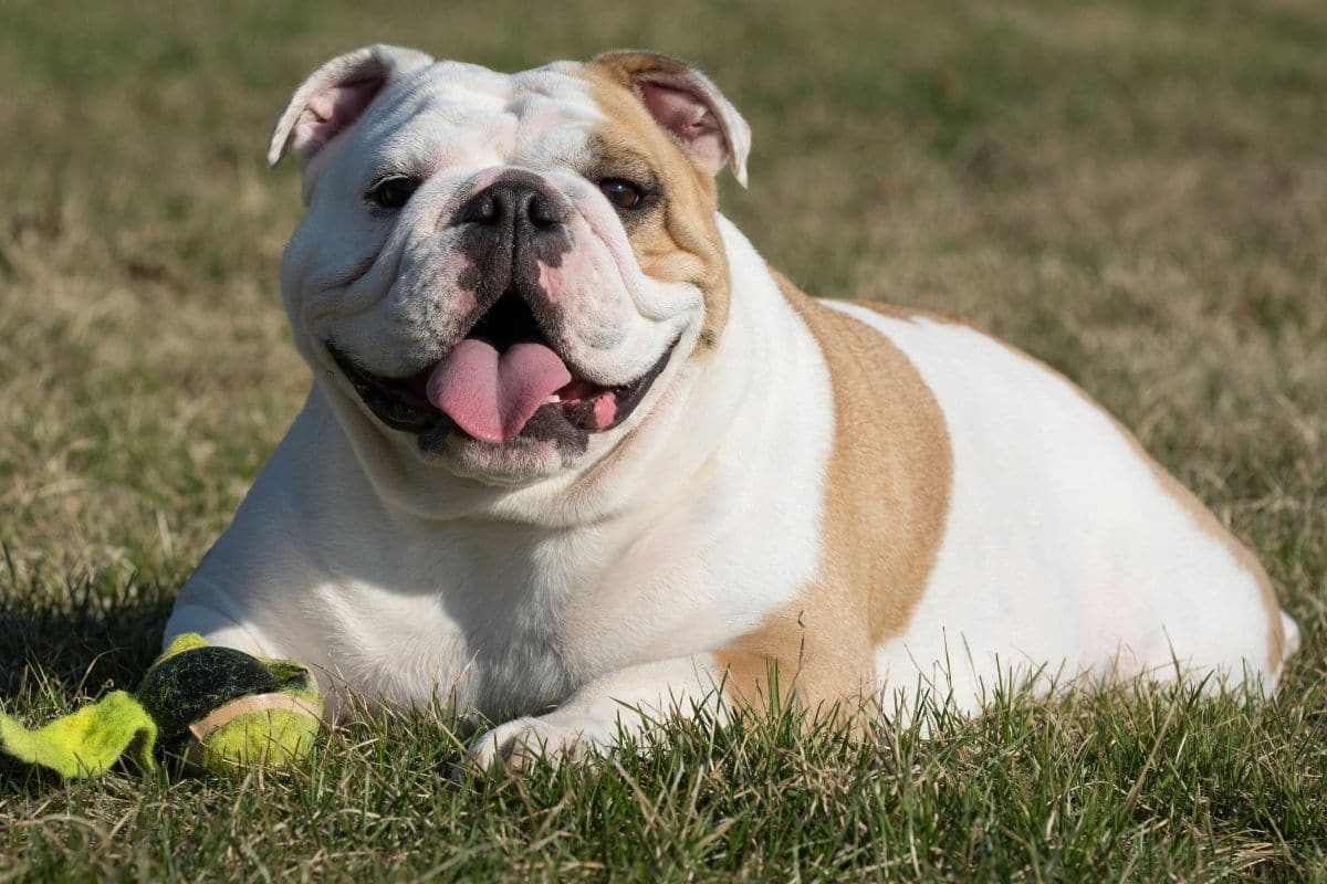 English Bulldog lying on the grass