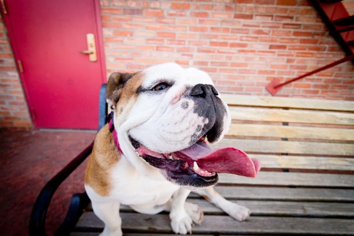 English Bulldog with tongue out sitting on bench
