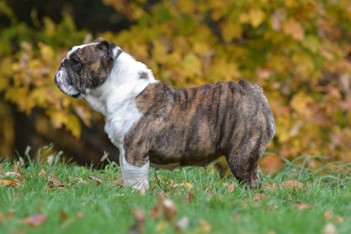 Tri-color English Bulldog standing on grass