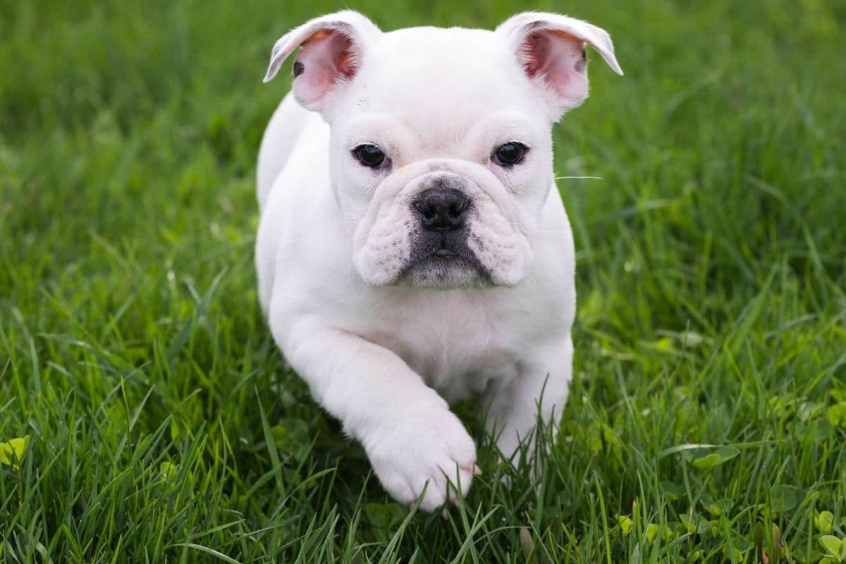White English Bulldog puppy running on grass