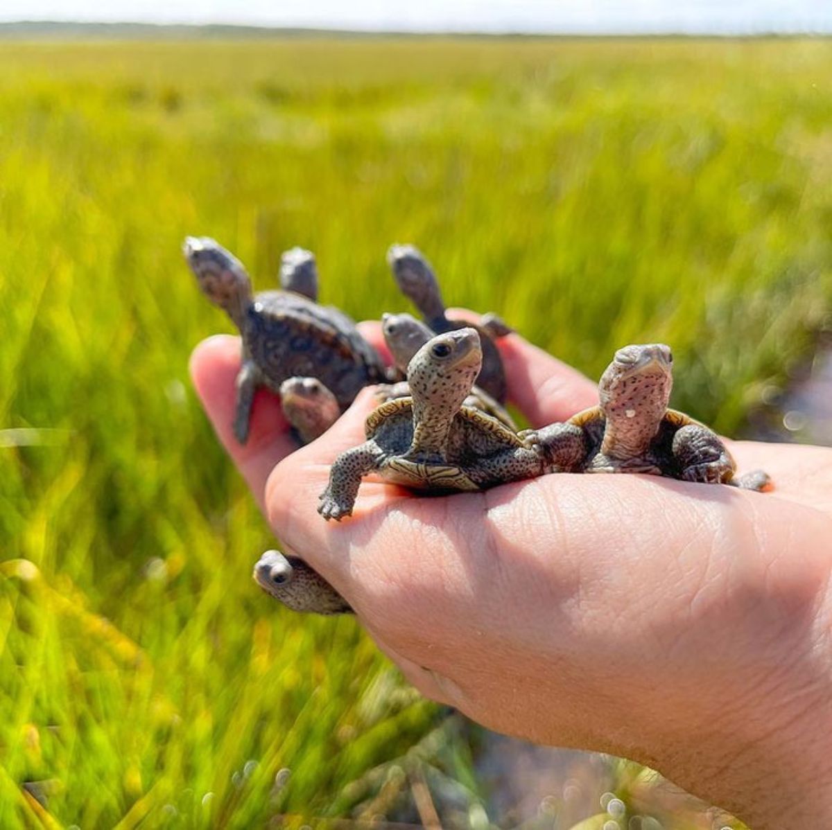 a few turtles being held in someone's hands in front of a field