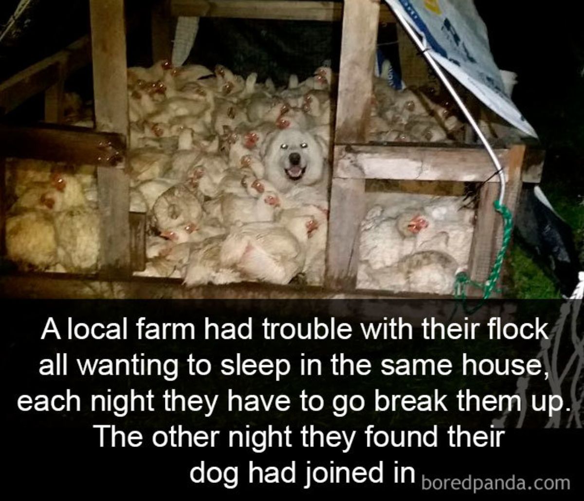 a large number of white chickens in a small coop with a white dog in the middle with a caption saying a local farm had trouble with their flock all wanting to sleep in the same house so each night they have to break them up. the other night they found their dog had joined in