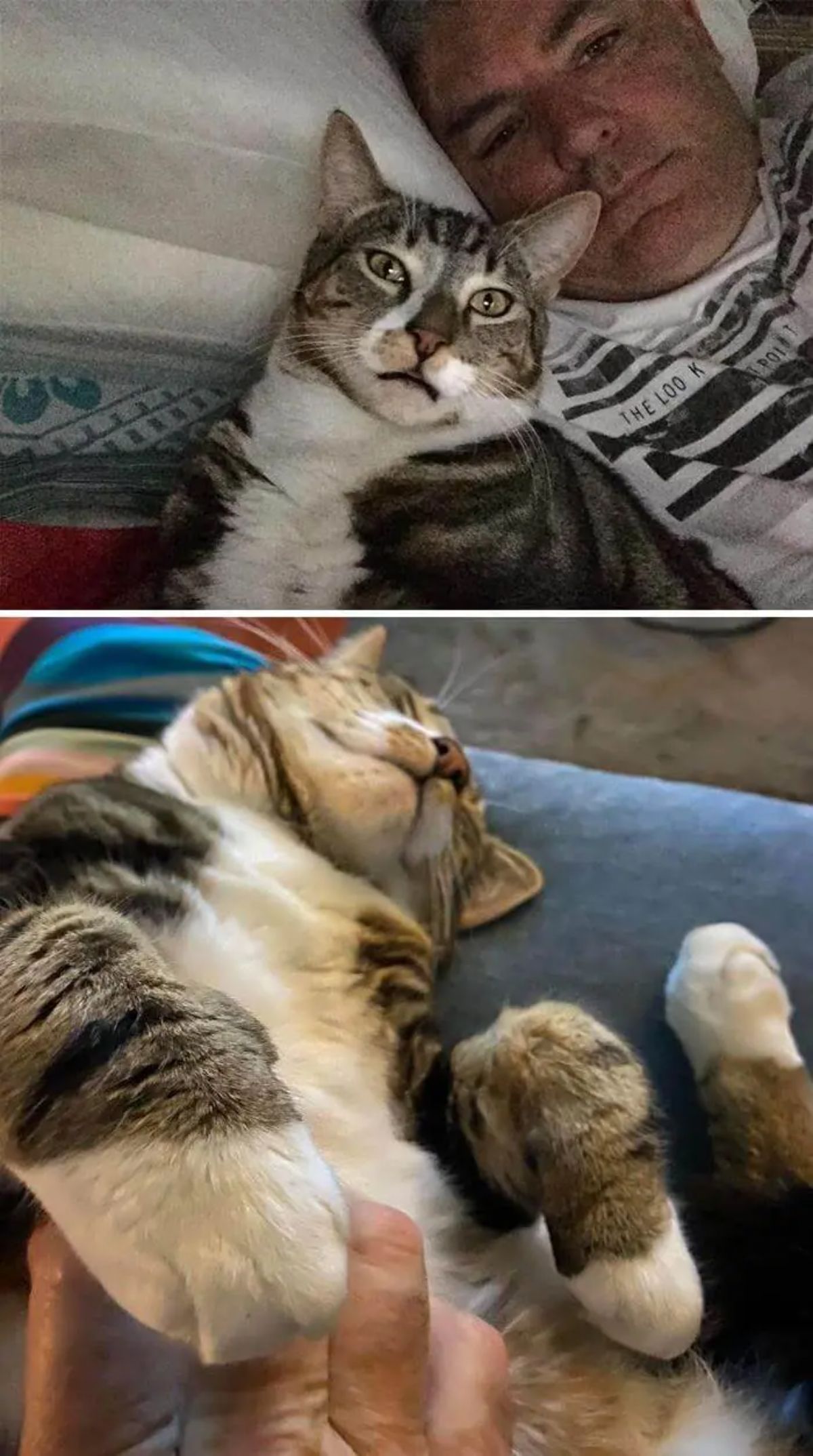 a photo of a grey and white tabby laying next to a man and another photo of the same cat laying belly up on a blue sofa