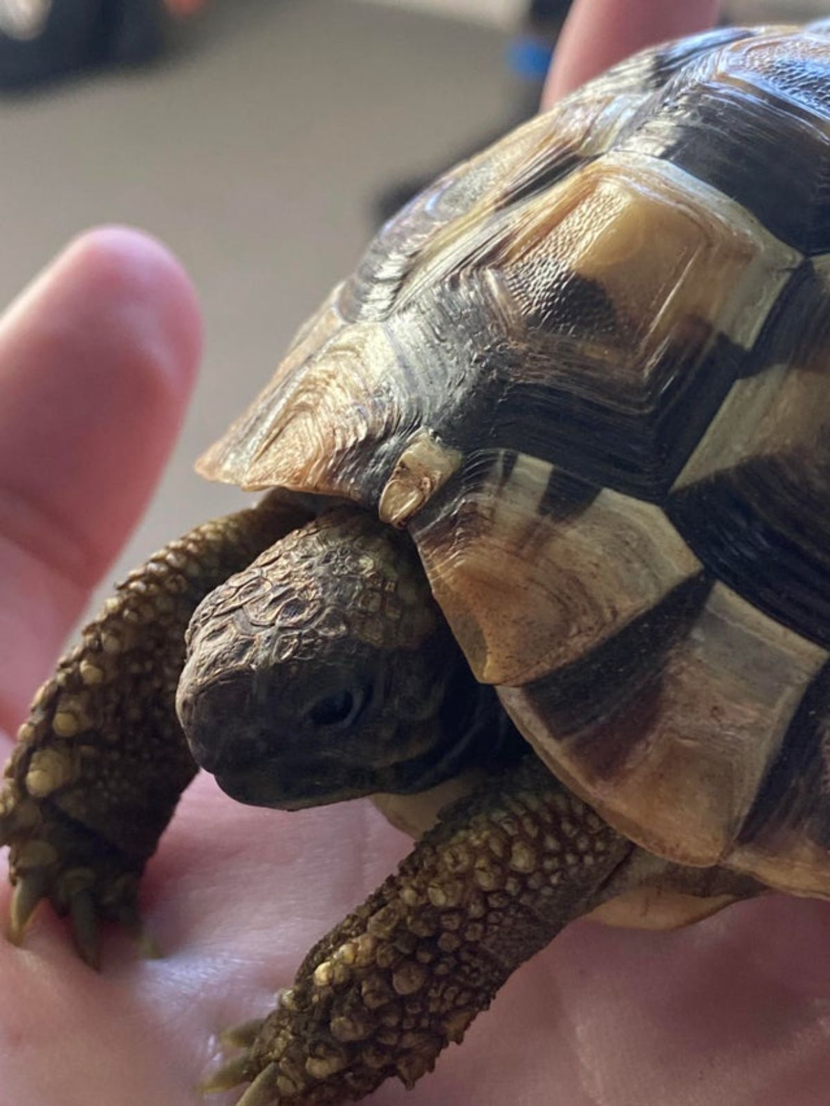 a tortoise being held in someone's hand