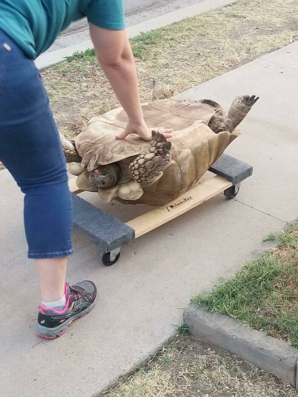 a tortoise upside down on a makeshift platform with wheels being pushed by someone