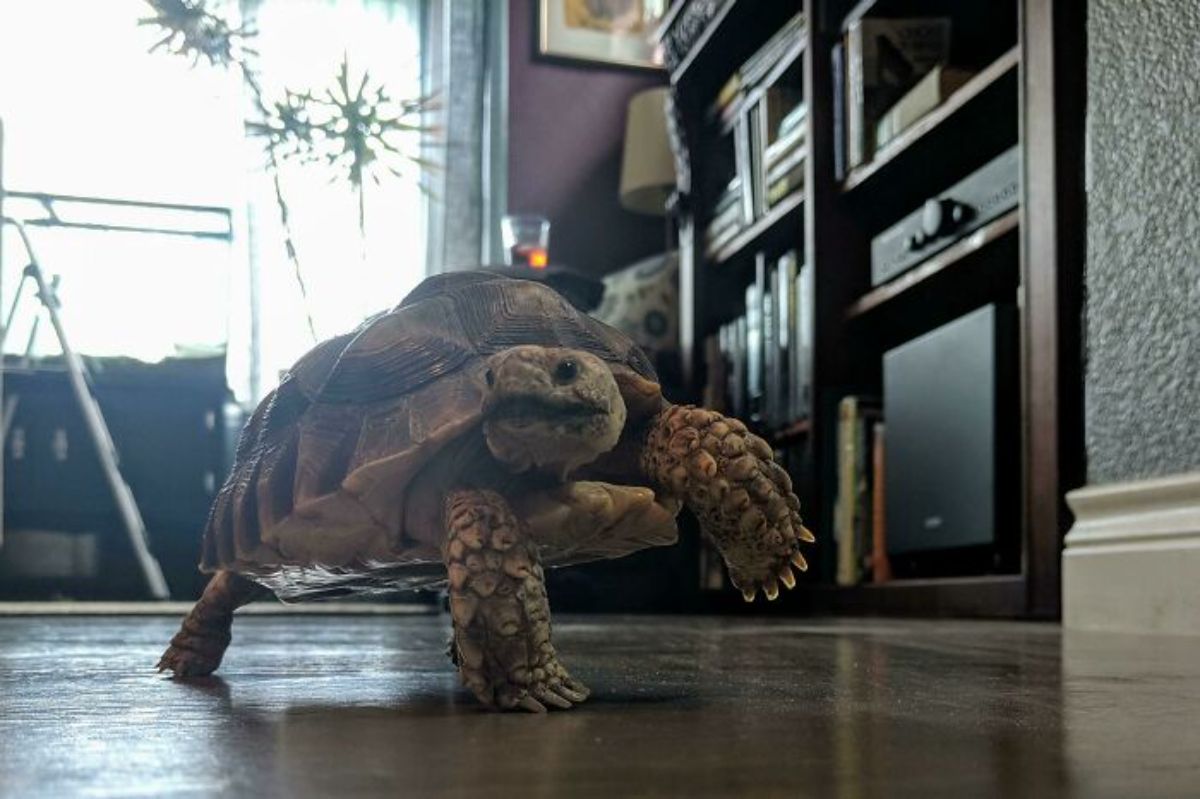 a tortoise walking inside a house with one front leg lifted off the ground