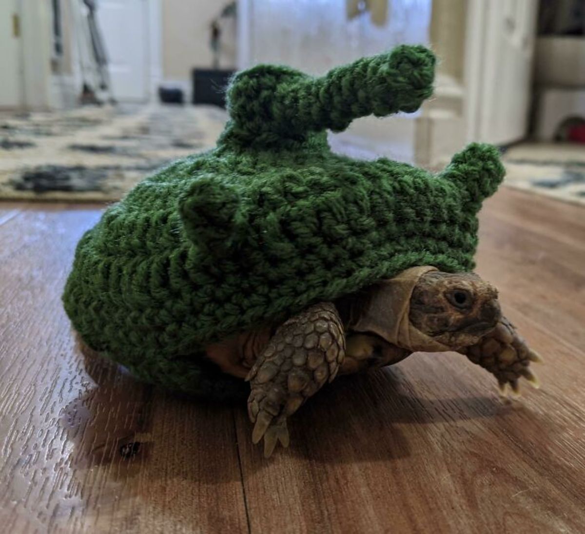 a tortoise wearing a knitted tank cap on its back