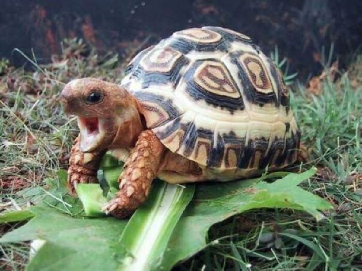 baby tortoise standing on leaves with the mouth open wide