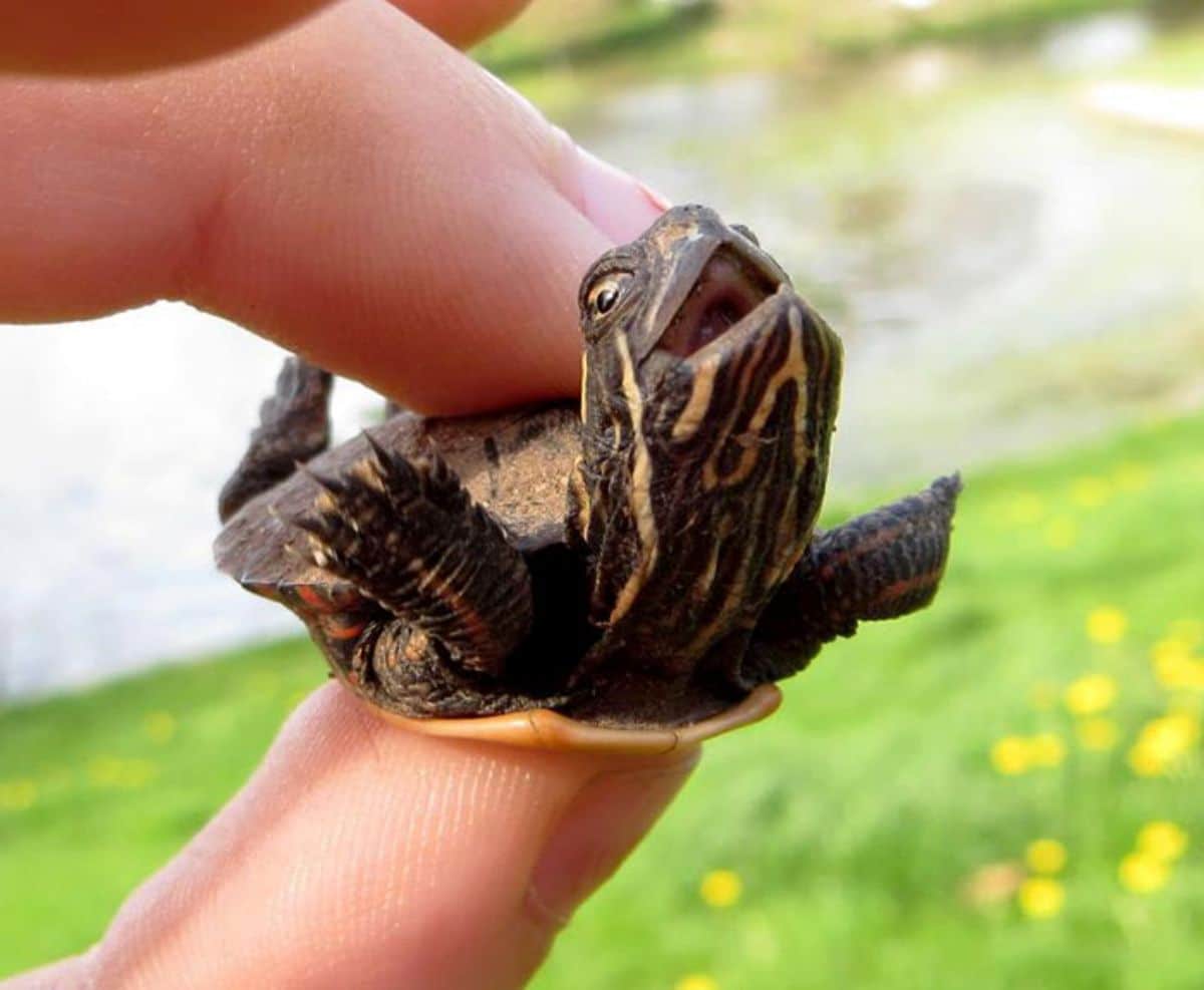 baby turtle being held between two fingers with the turtle moving its feet upwards