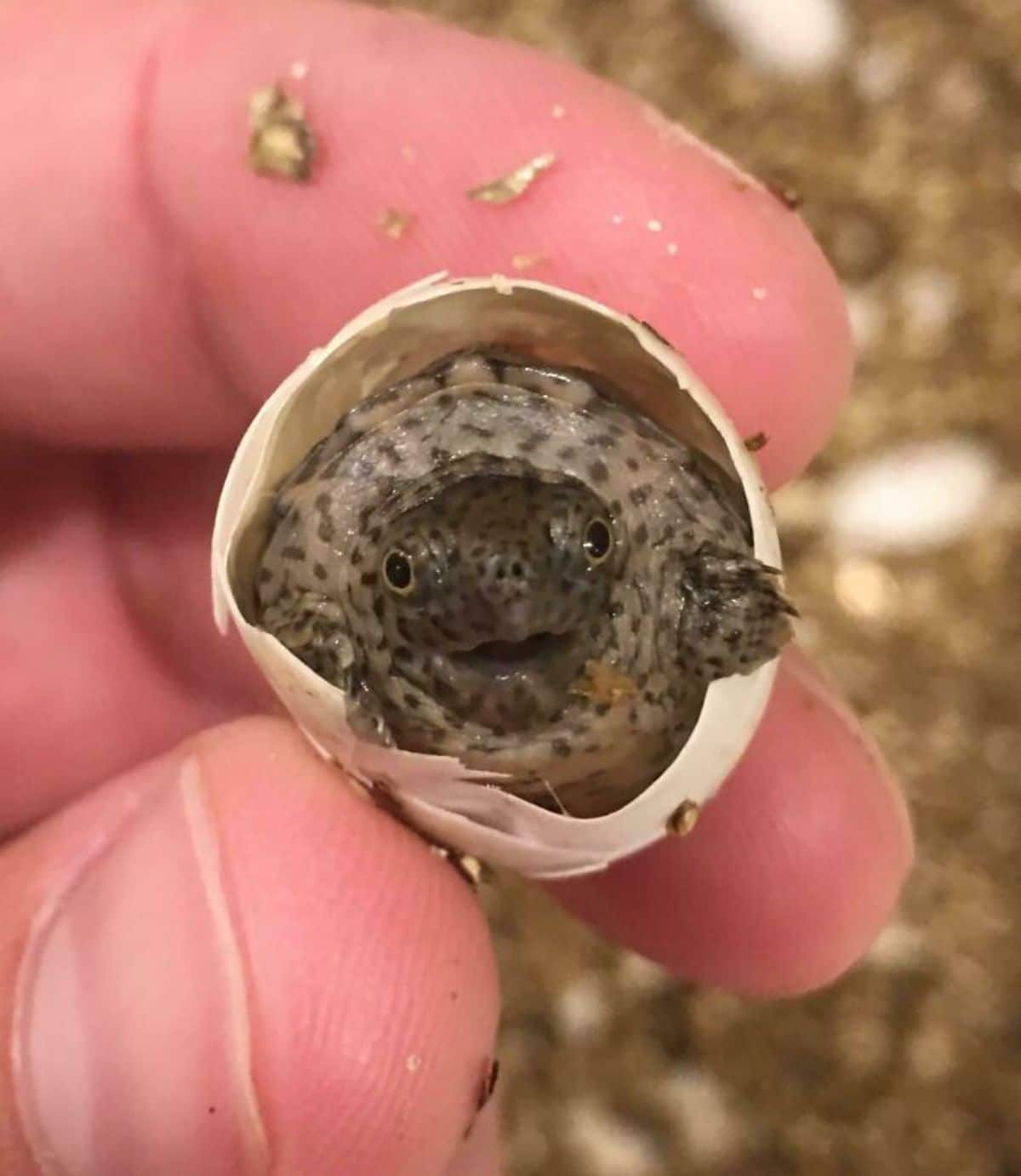 baby turtle hatching out of its egg with the egg being held in someone's hand