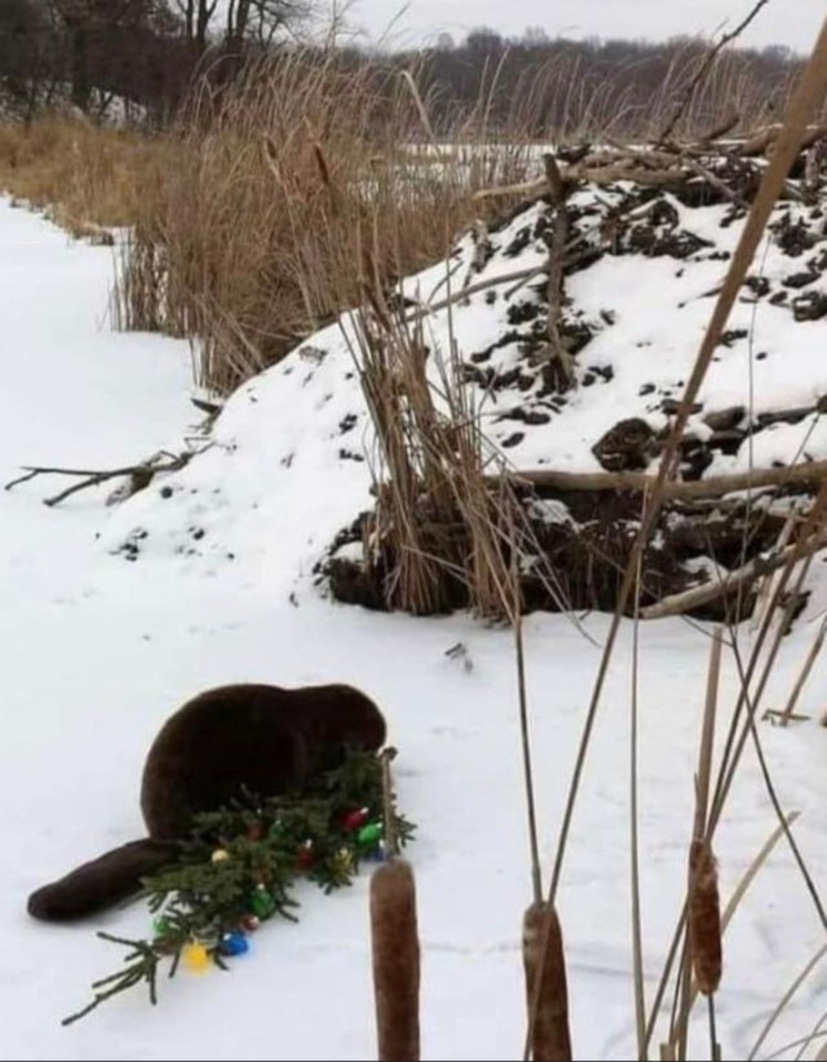 beaver sitting outside in the snow with a small christmas tree laying on its side