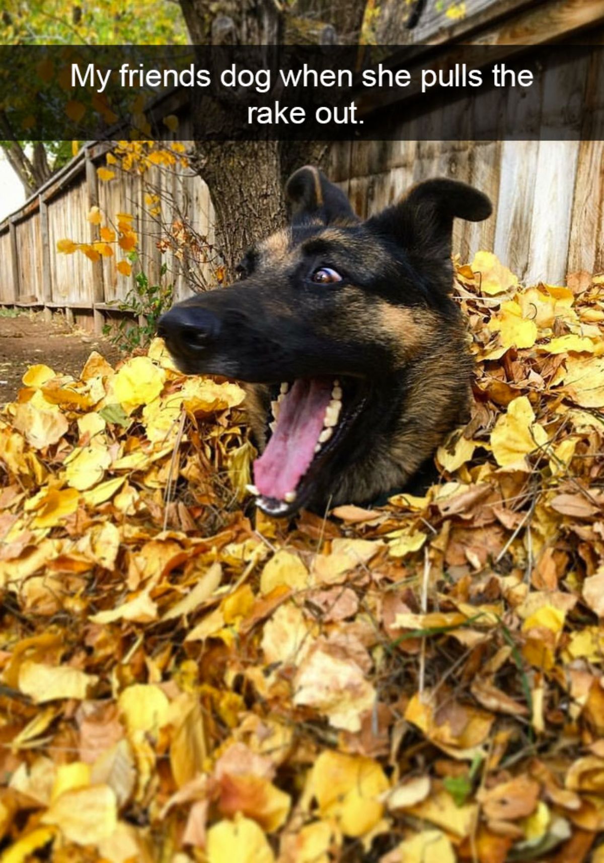 black and brown german shepherd with its mouth open wide and its head sticking out of a pile of light brown leaves with a caption saying my friends dog when she pulls the rake out