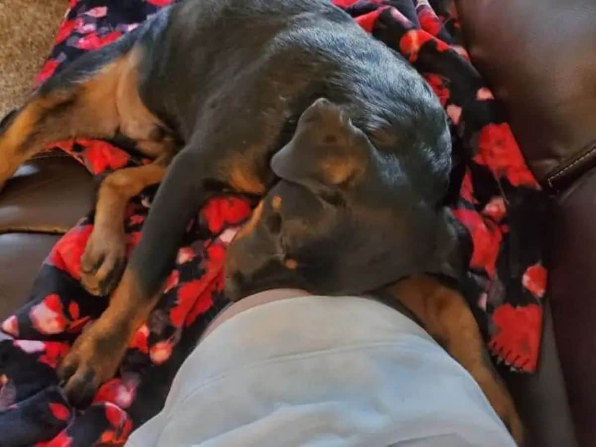 black and brown rottweiler puppy laying on a pregnant person and laying its head on the bump