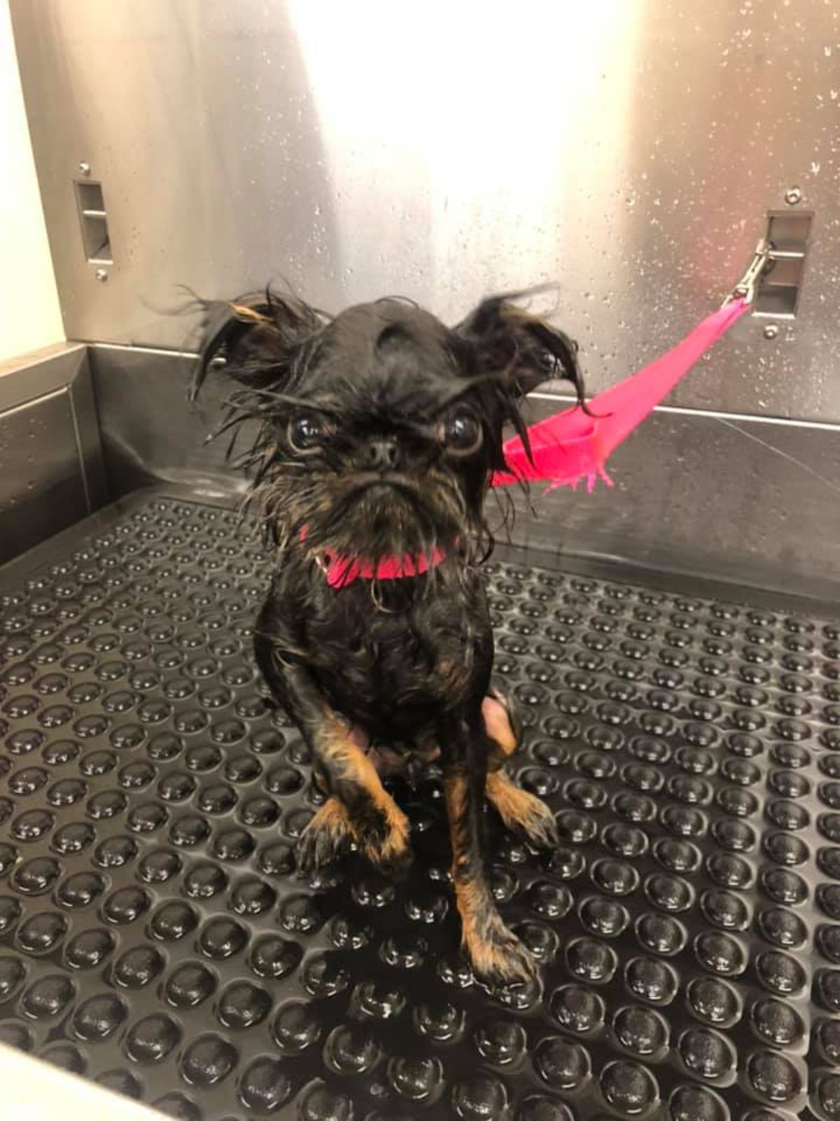 black and brown small dog getting a bath