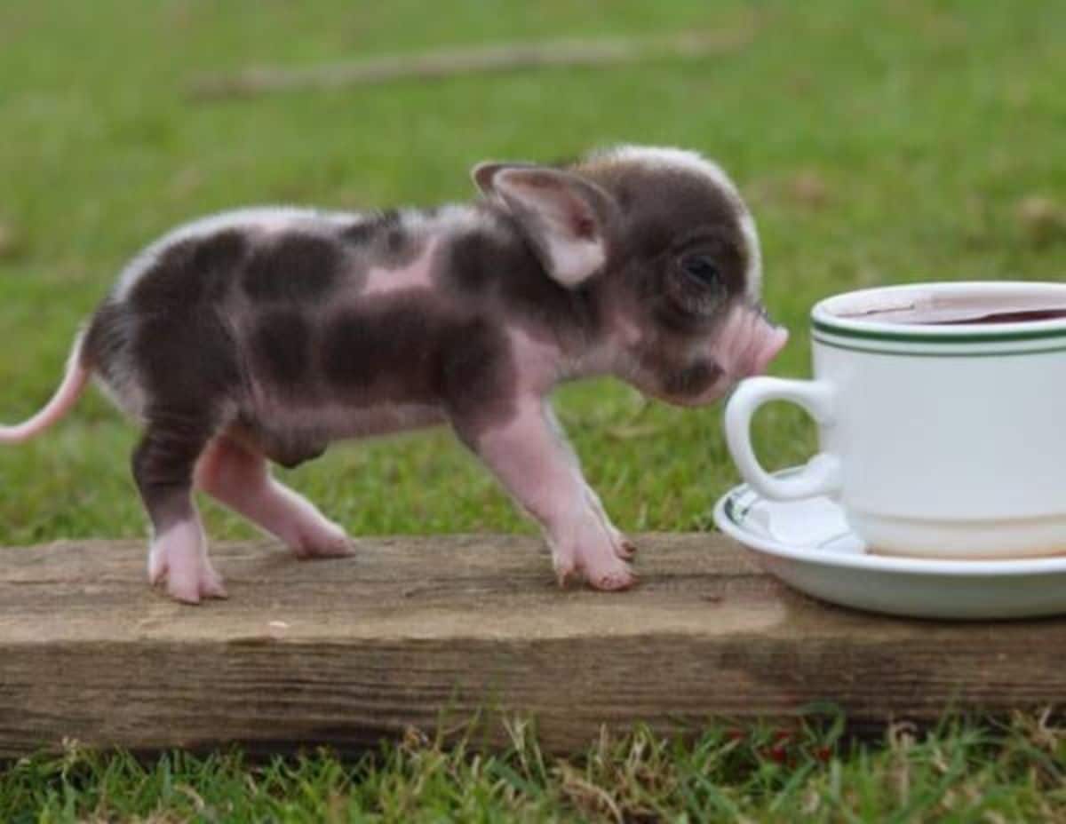 black and pink piglet standing on a wooden plank and sniffing a white and green tea cup on a saucer